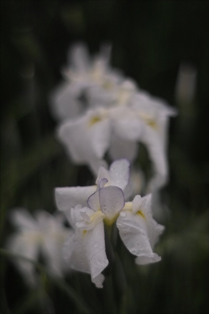 SD10+TOMIOKA55mmF1.2