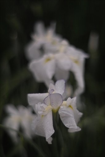 SD10+TOMIOKA55mmF1.2