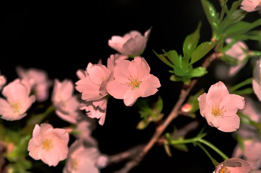 夜桜