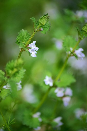 CONTAX Vario-Sonnar4/80-200 T*