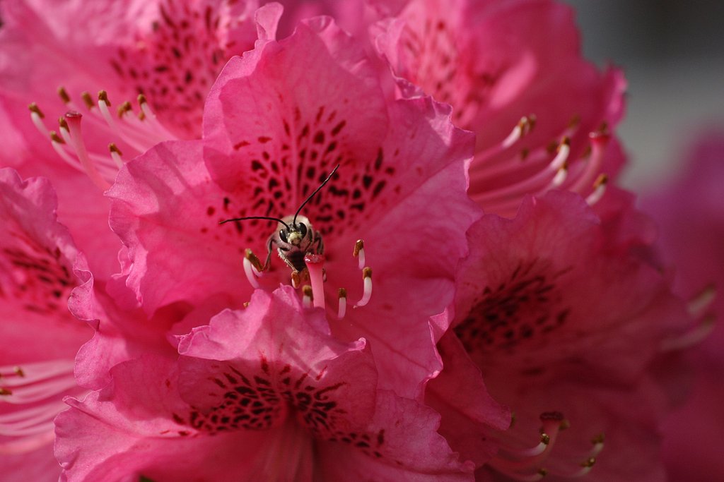 花からこんにちは