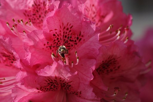 花からこんにちは