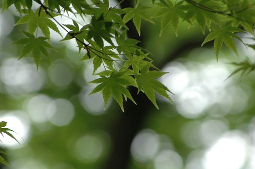 新緑に癒されて