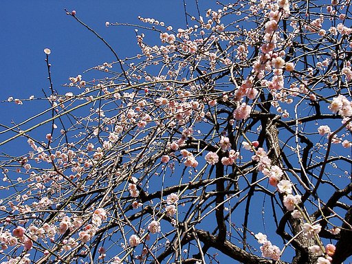 ★ウメの花くらべ-07 藤牡丹枝垂①