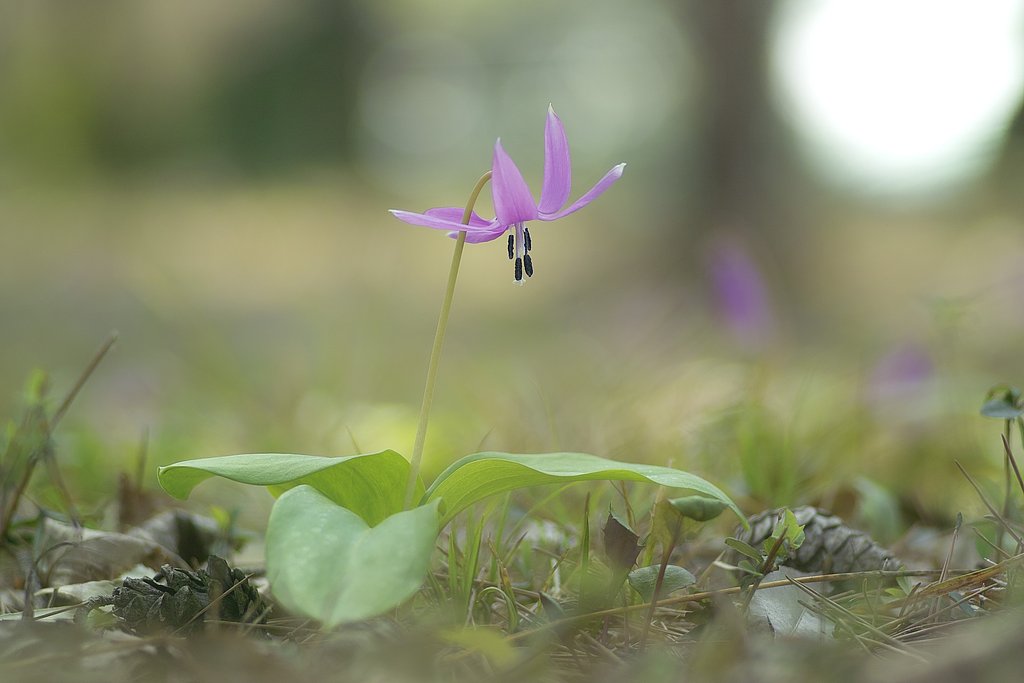 春植物（カタクリ）