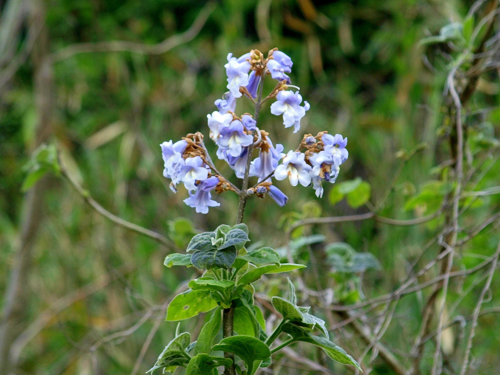 桐の花