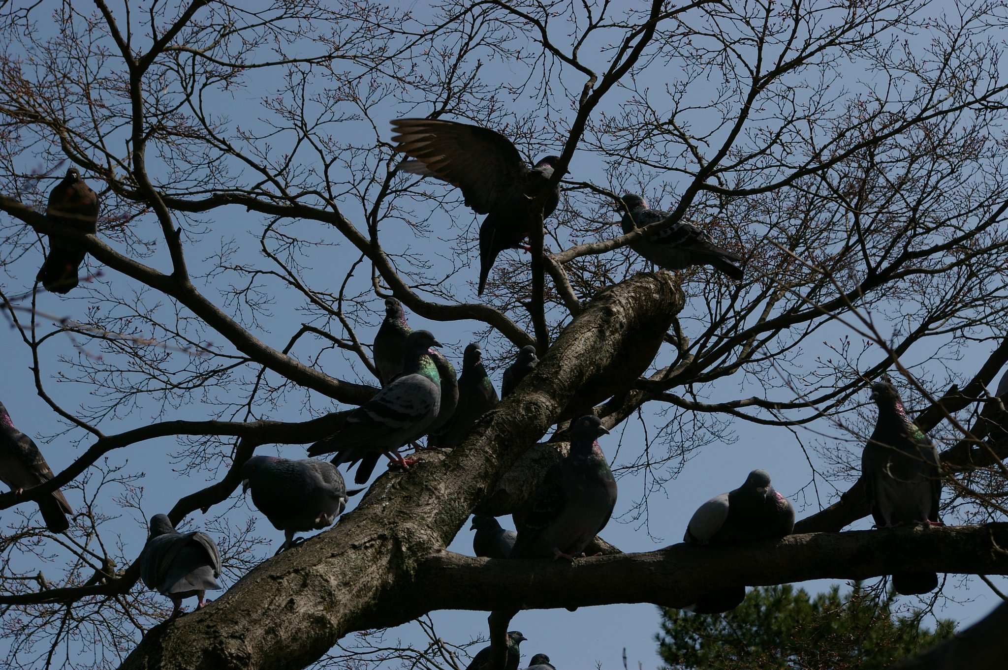 鳩の木