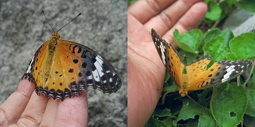ちょっとだけペットかな＾＾