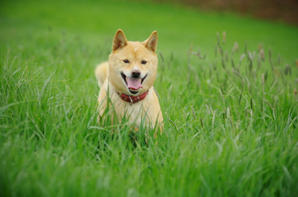 家の番犬