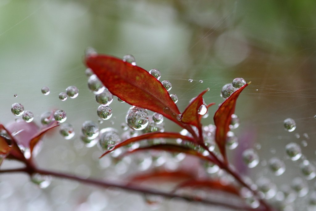雨のしずく