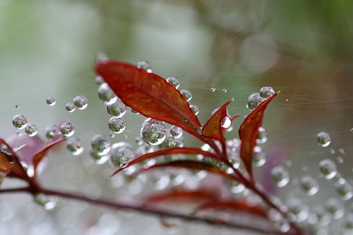 雨のしずく