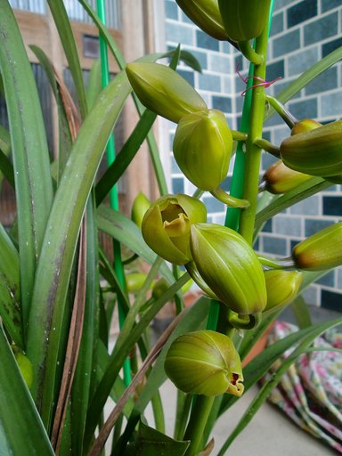 「フォルテッシモ・リズミック」開花し始めました。