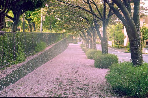 桜の花道