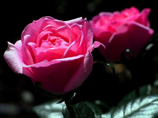 ピンクの薔薇