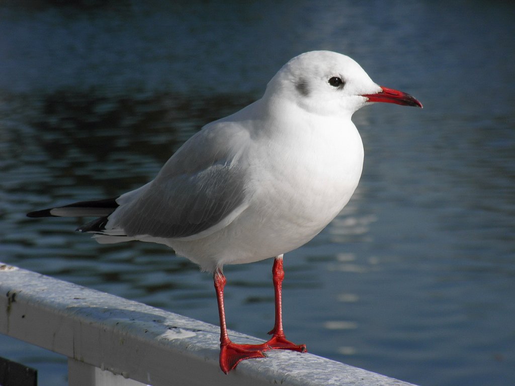 ユリカモメ