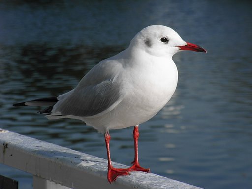 ユリカモメ