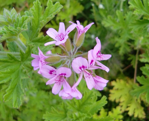 蚊連草の花