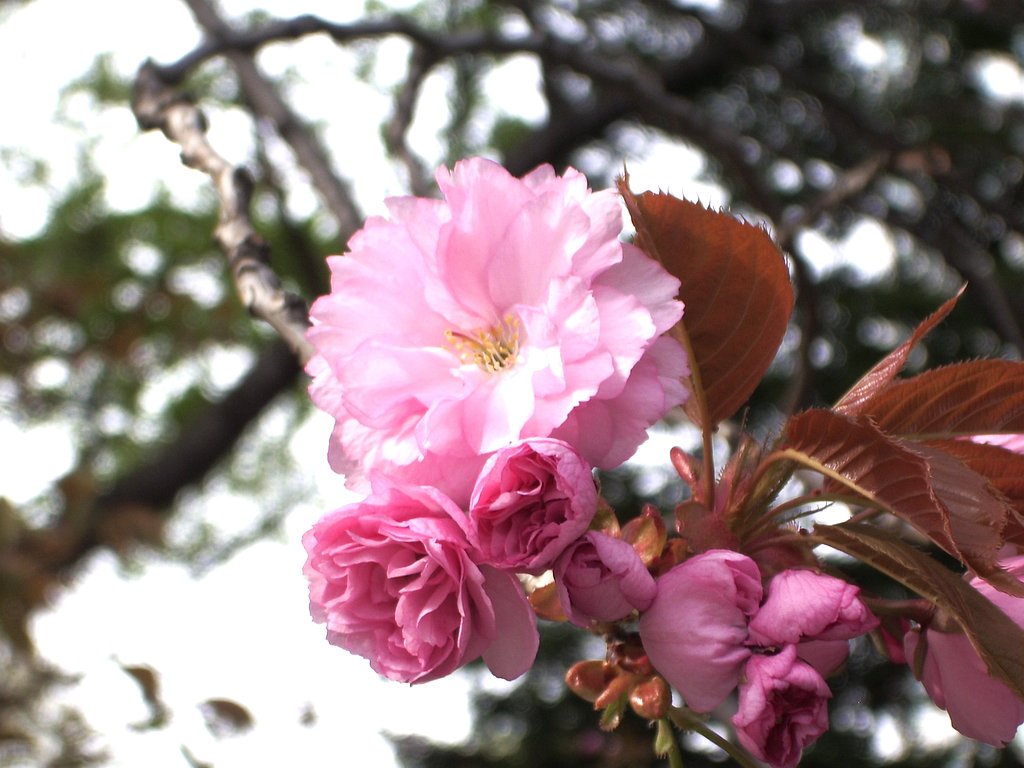 桜もそろそろ・・・