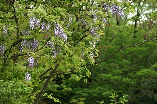 CONTAX Vario-Sonnar 4/80-200 T*