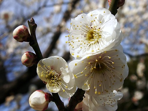 ★ウメの花くらべ-09 白牡丹