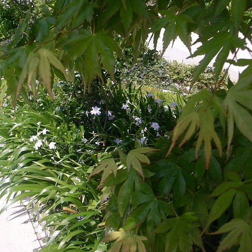 花壇のシャガ