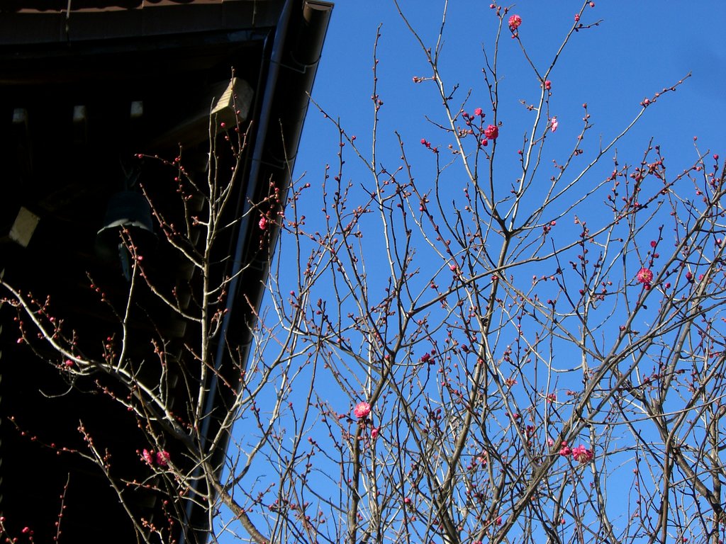 紅梅が咲いています。