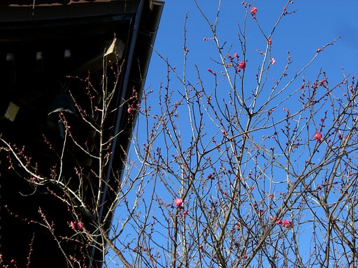 紅梅が咲いています。