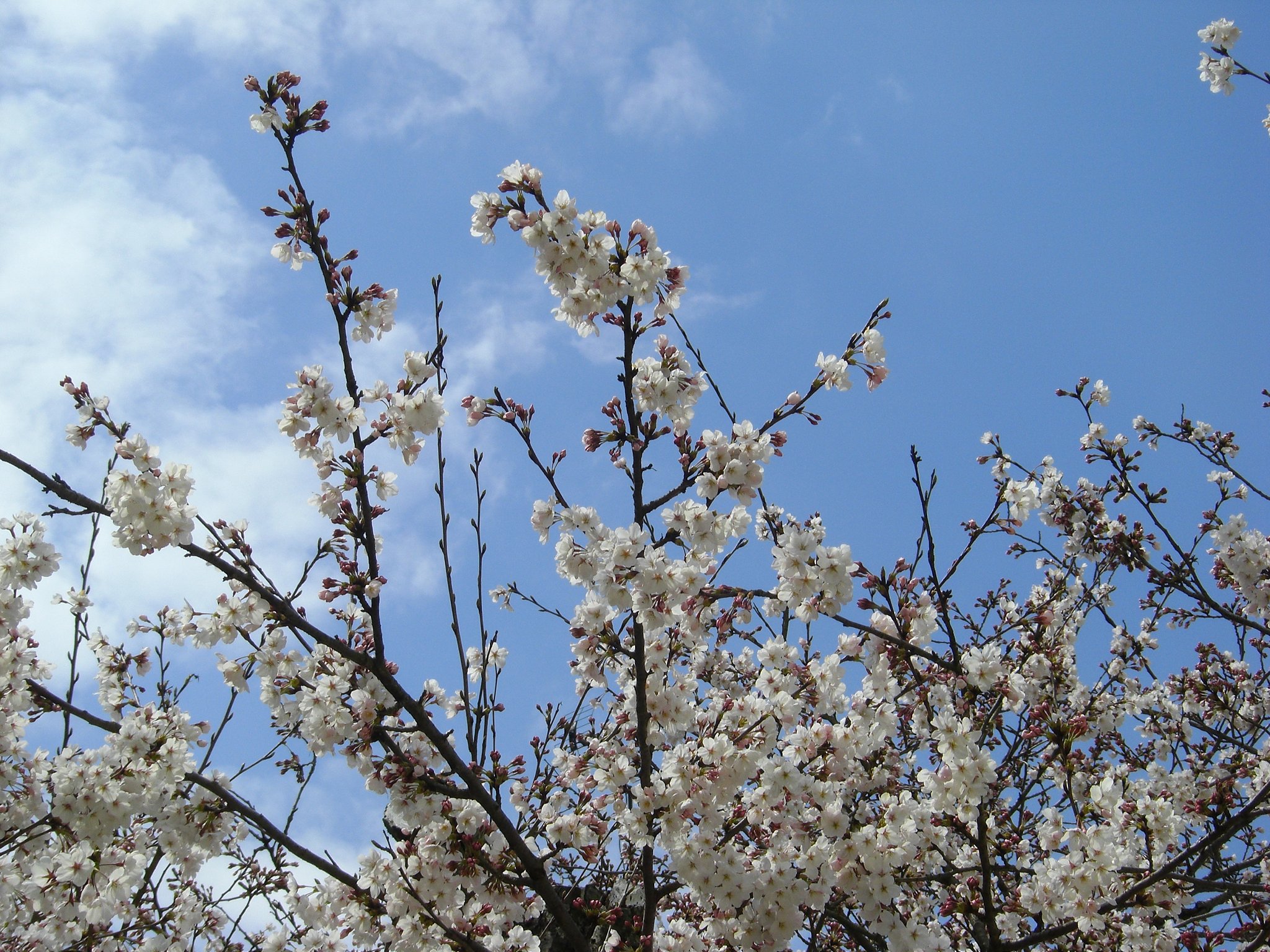 桜と青空