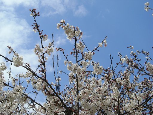 桜と青空