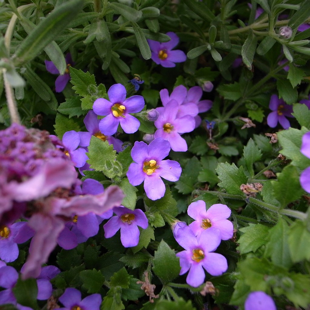 バコバの花