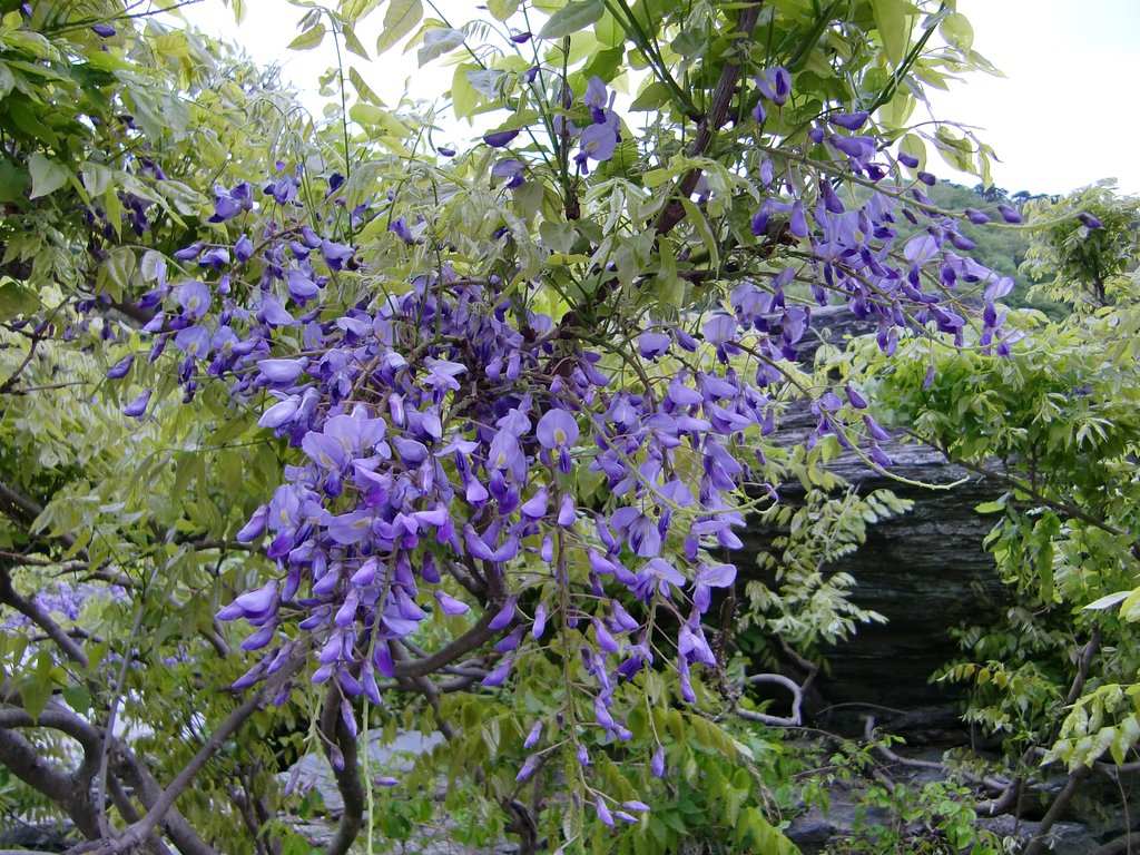 長瀞・岩畳の「藤の花」