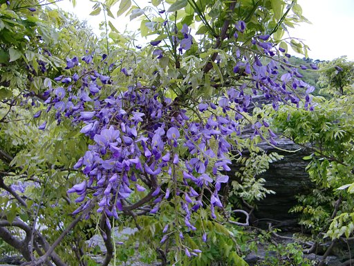 長瀞・岩畳の「藤の花」
