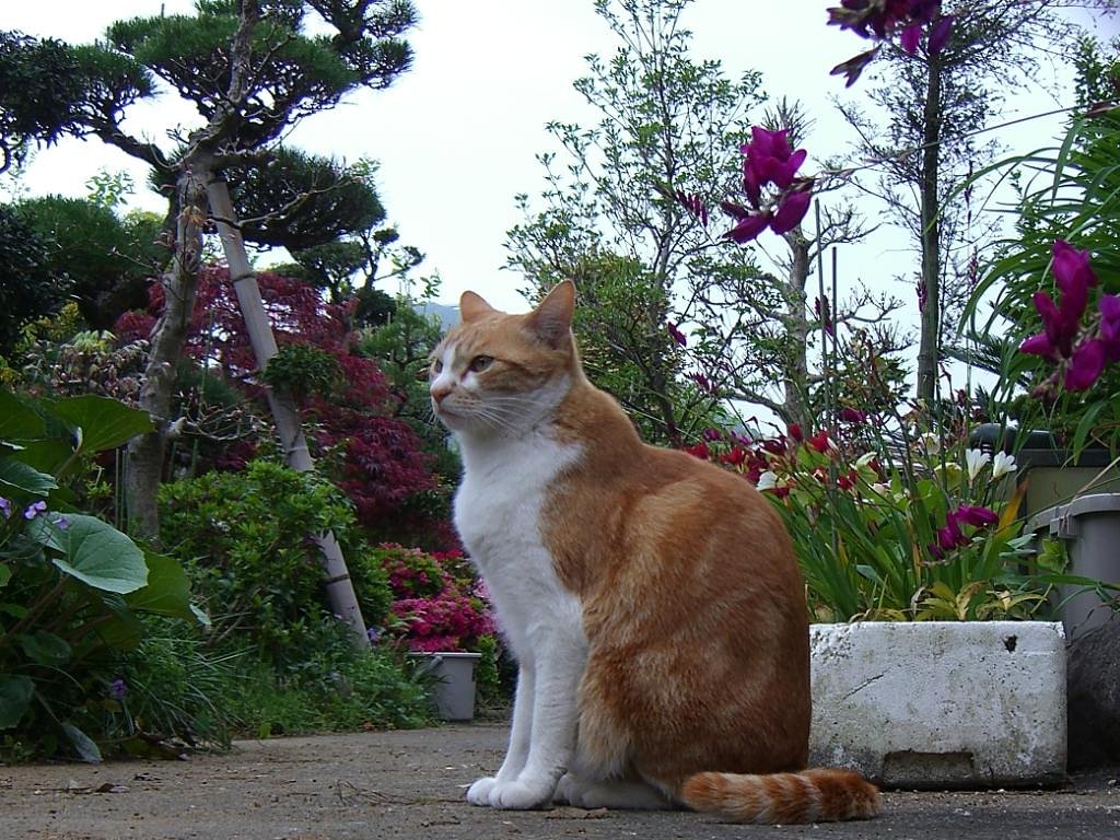 花と(=^・^=)