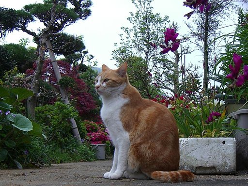 花と(=^・^=)