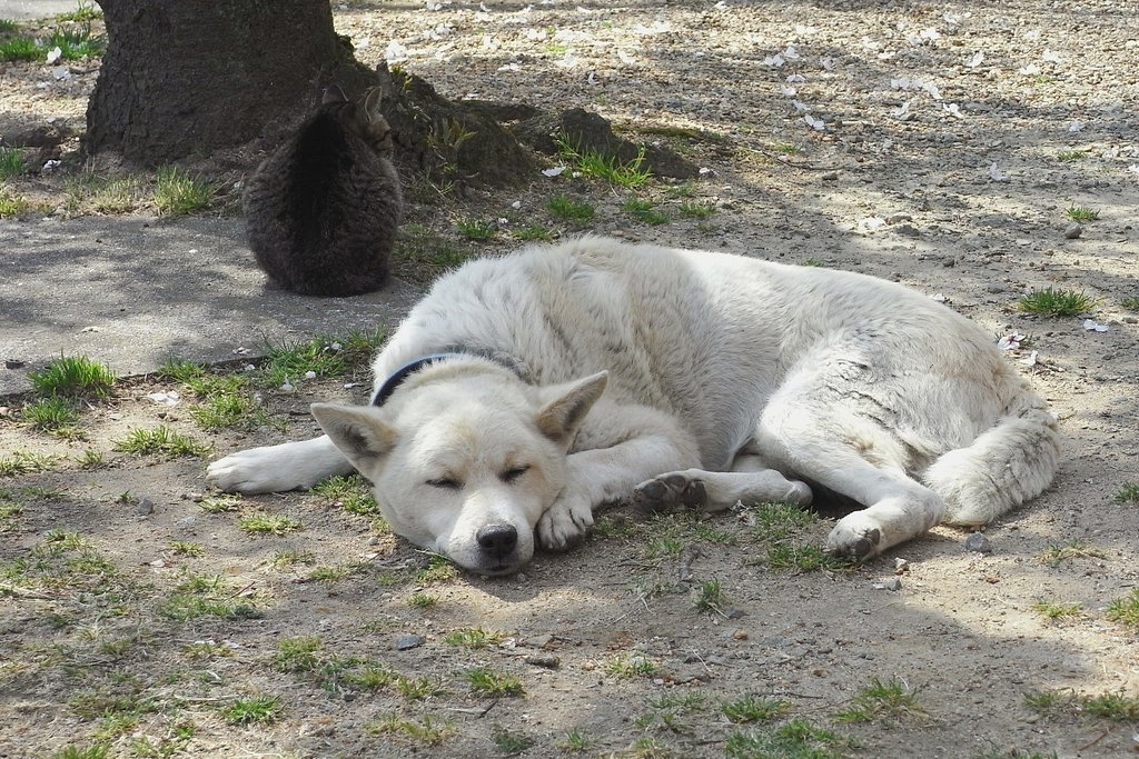 私は犬になりたい\490