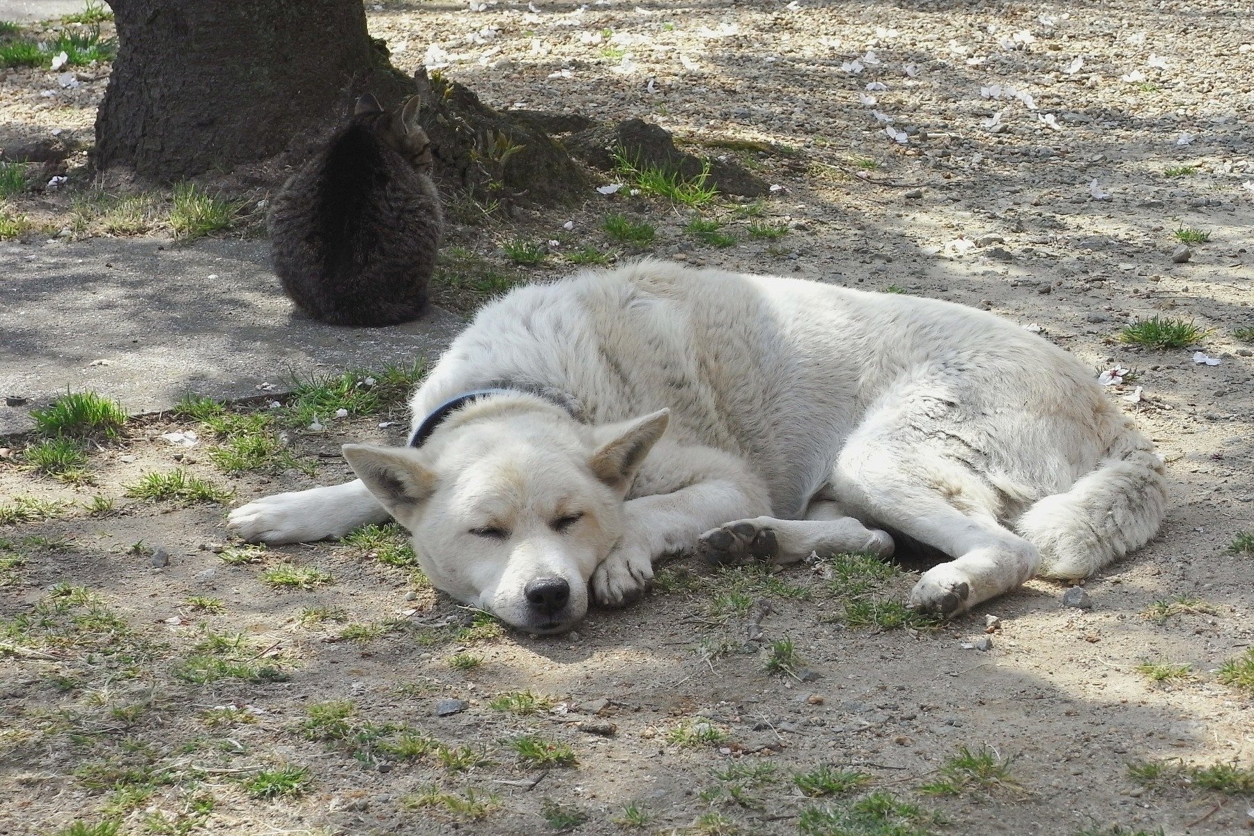 私は犬になりたい\490