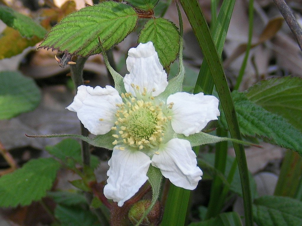 クサイチゴの花