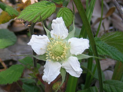 クサイチゴの花