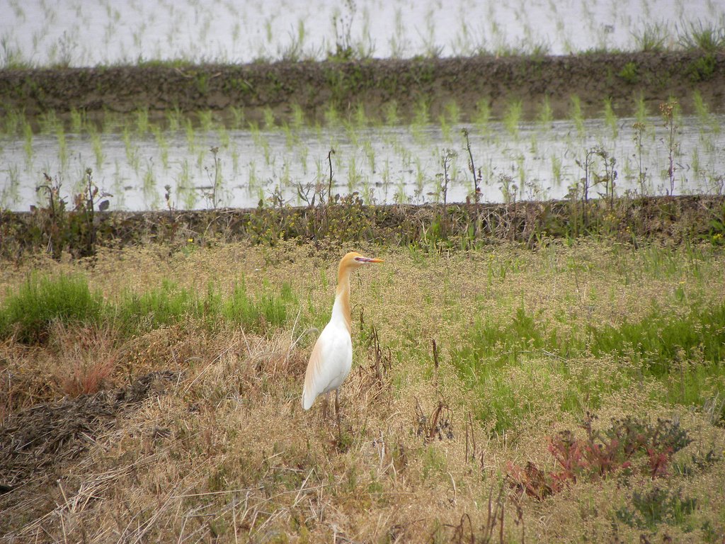 初めてのアマサギ