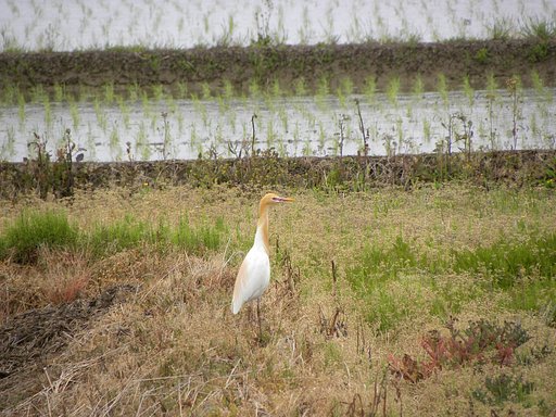 初めてのアマサギ
