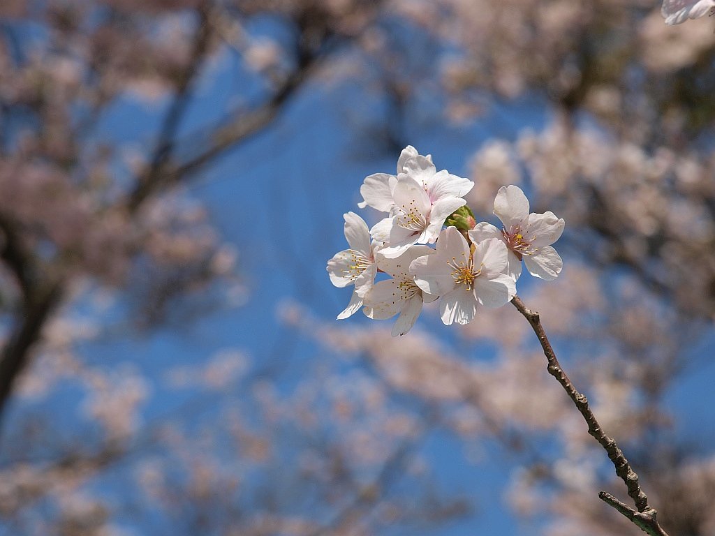 桜