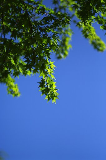 新緑が目にまぶしくて