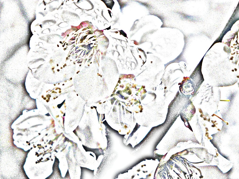 梅