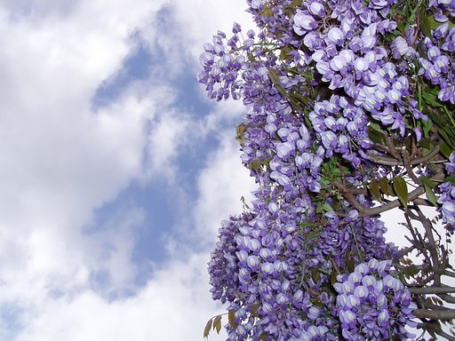 藤の花