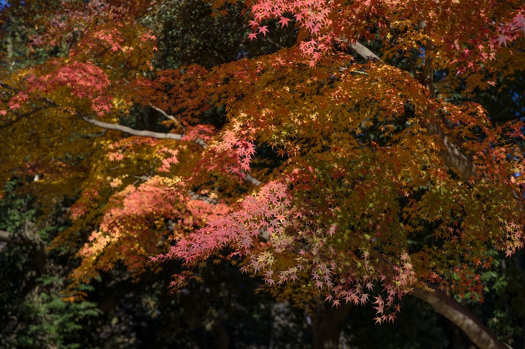 優しいもみじ