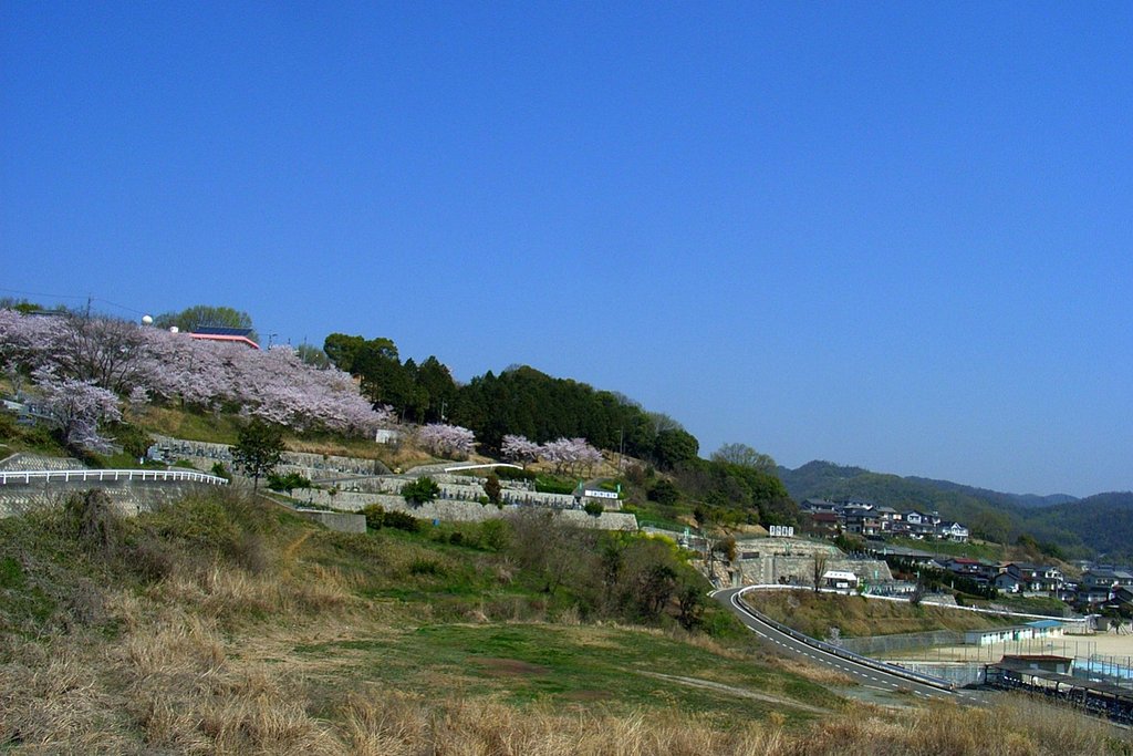 山の桜