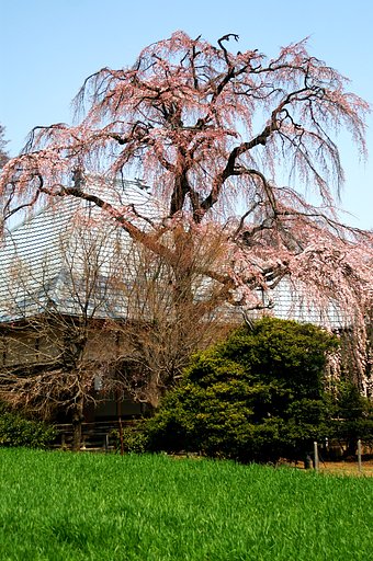 近所のお寺で