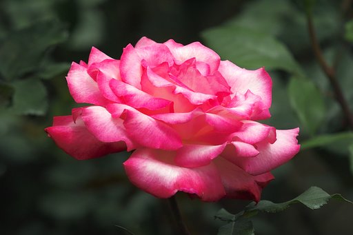 薔薇