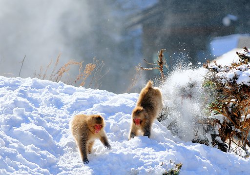 【ザ・ワールド】 Snow  Monkey