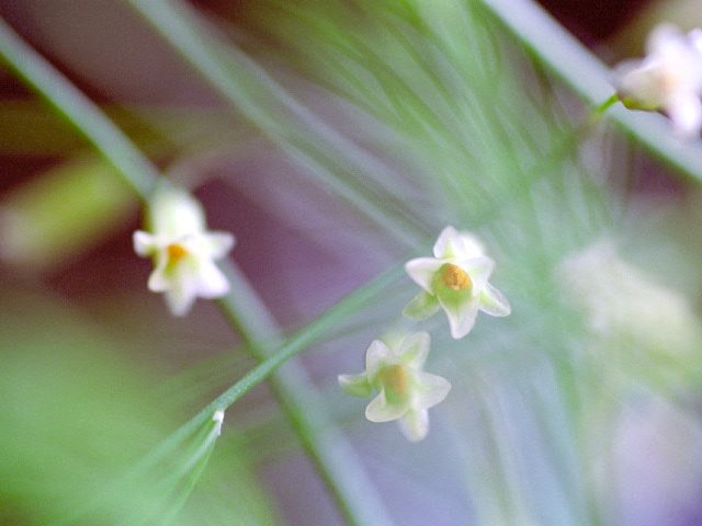 けなげな花